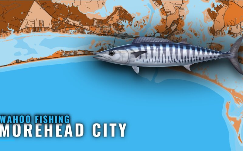 Wahoo Fishing Out of Morehead City: Season, Runs, Grounds
