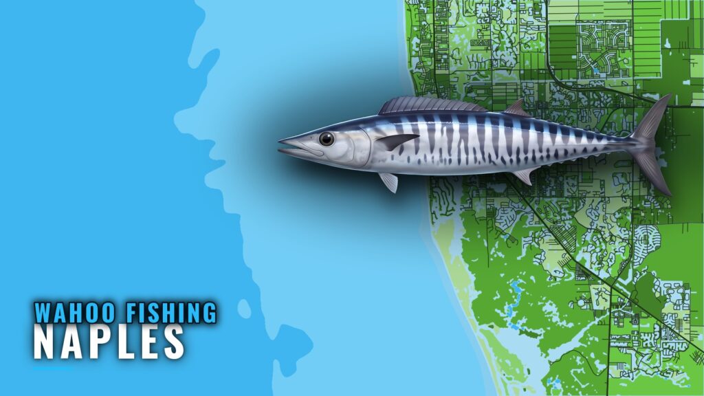 Wahoo Fishing Out of Naples: Grounds, Buoy and Rules