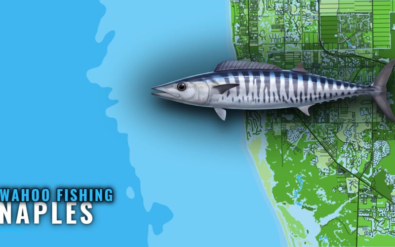 Wahoo Fishing Out of Naples: Grounds, Buoy and Rules