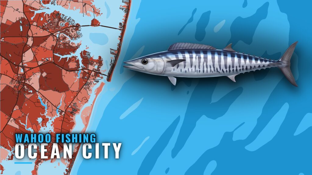 Wahoo Fishing out of Ocean City: Season, Runs, Charters