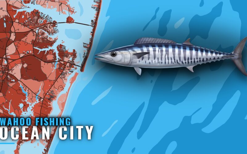 Wahoo Fishing out of Ocean City: Season, Runs, Charters