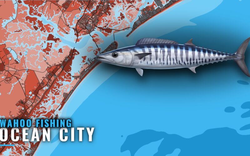 Wahoo Fishing Out of Ocean City, NJ: Runs, Wrecks, Season