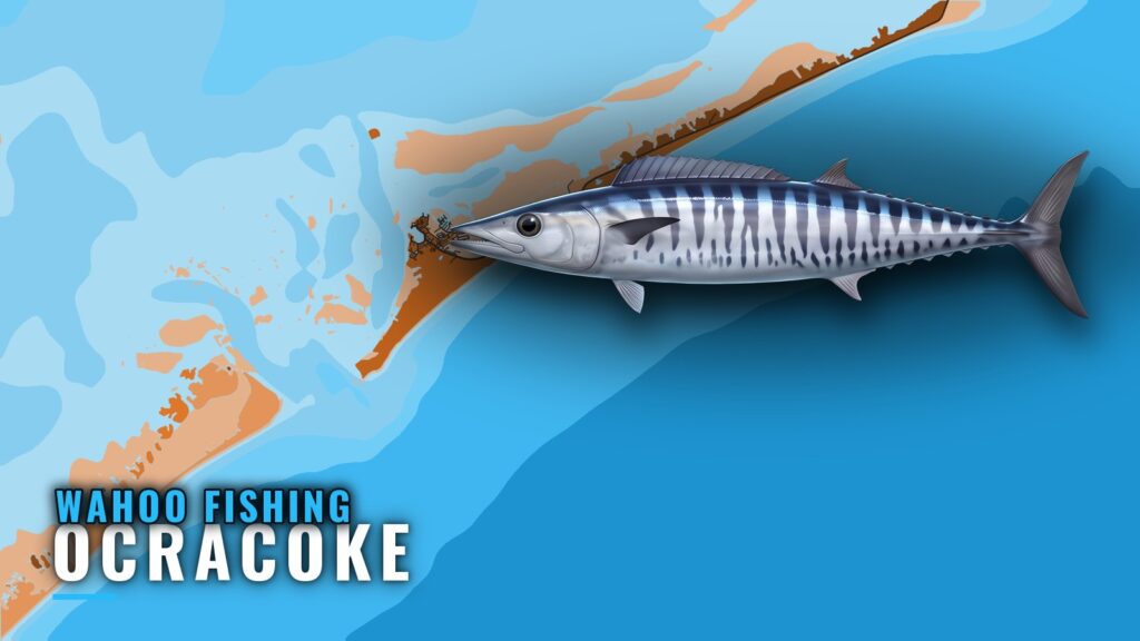 Wahoo fishing out of Ocracoke: season, grounds, charters