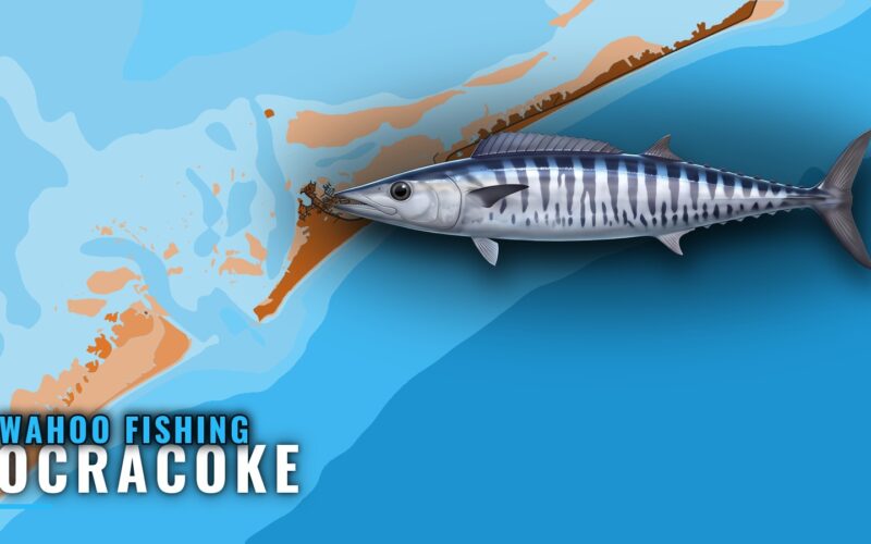 Wahoo fishing out of Ocracoke: season, grounds, charters