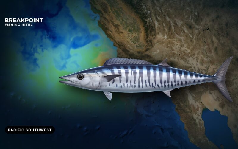Wahoo Fishing in the Pacific Southwest: Where, How, Rules