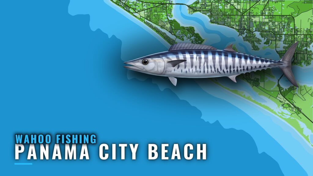 Wahoo Fishing Out of Panama City Beach: Reefs and Wrecks
