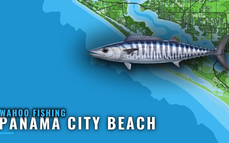 Wahoo Fishing Out of Panama City Beach: Reefs and Wrecks