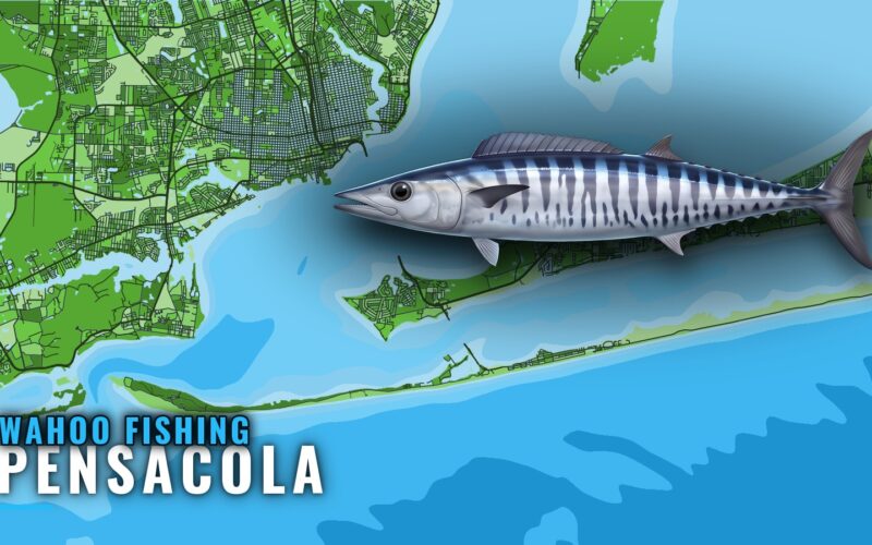 Wahoo Fishing Out of Pensacola: Runs, Reefs and Charters