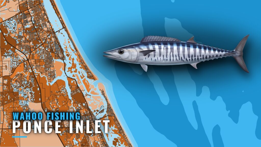Wahoo Fishing Out of Ponce Inlet: Grounds, Runs and Season