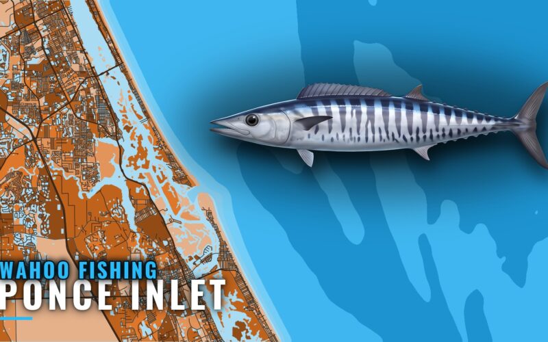 Wahoo Fishing Out of Ponce Inlet: Grounds, Runs and Season