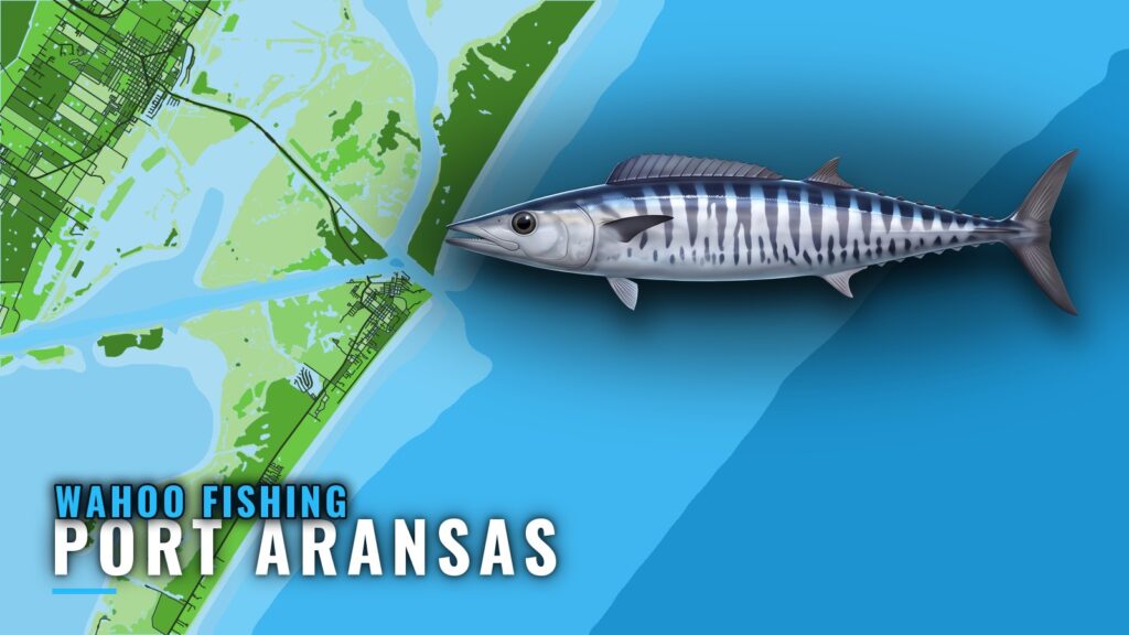 Wahoo Fishing Out of Port Aransas: Season, Runs and Reefs