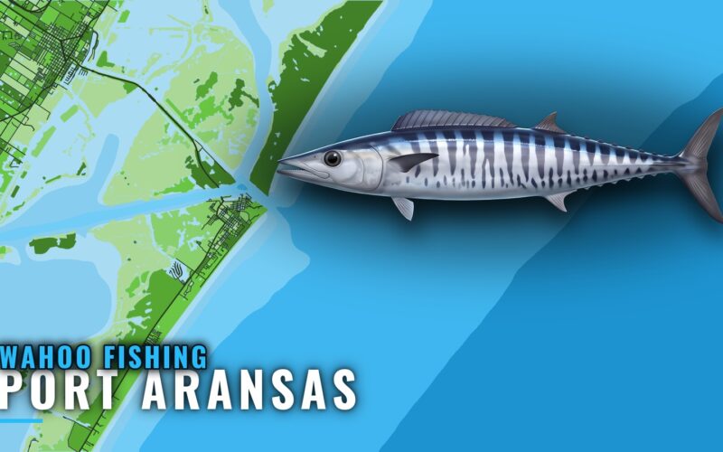 Wahoo Fishing Out of Port Aransas: Season, Runs and Reefs