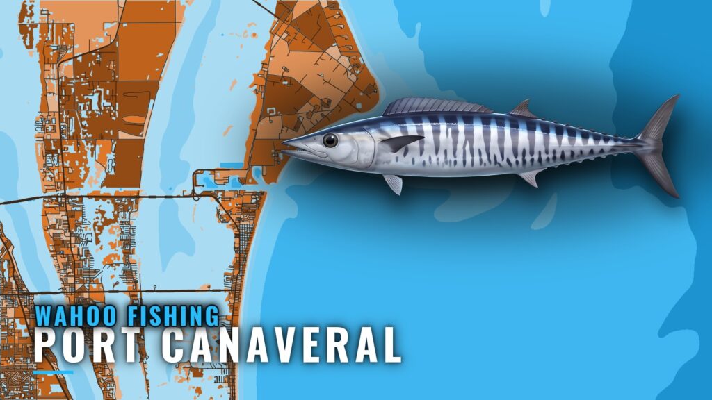 Wahoo Fishing out of Port Canaveral: Run, Grounds, Wrecks