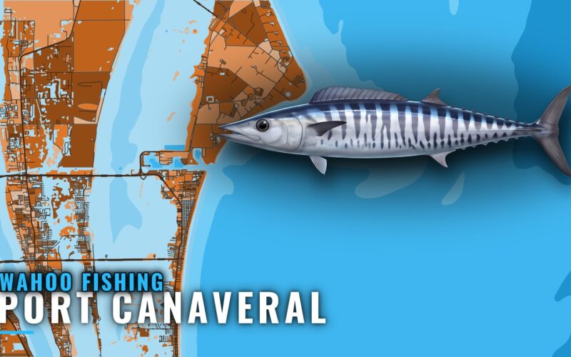 Wahoo Fishing out of Port Canaveral: Run, Grounds, Wrecks