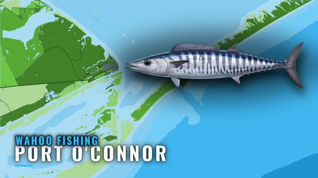 Wahoo Fishing Out of Port O’Connor: Season, Grounds, Runs