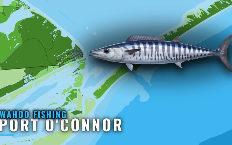 Wahoo Fishing Out of Port O’Connor: Season, Grounds, Runs