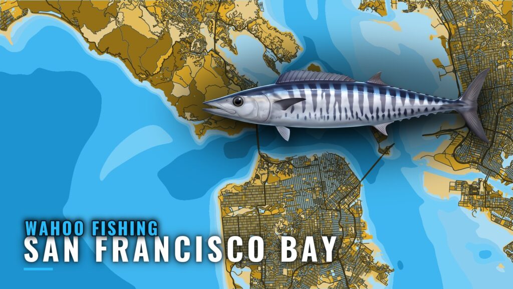 Wahoo Fishing out of San Francisco Bay: When and Where