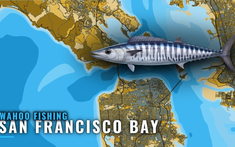 Wahoo Fishing out of San Francisco Bay: When and Where