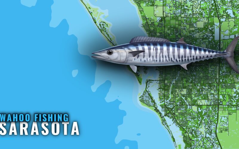 Wahoo Fishing Out of Sarasota: Season, Runs and Grounds