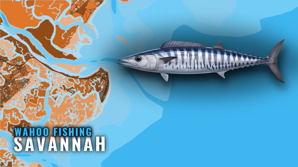 Wahoo Fishing Out of Savannah: Season, Grounds and Run