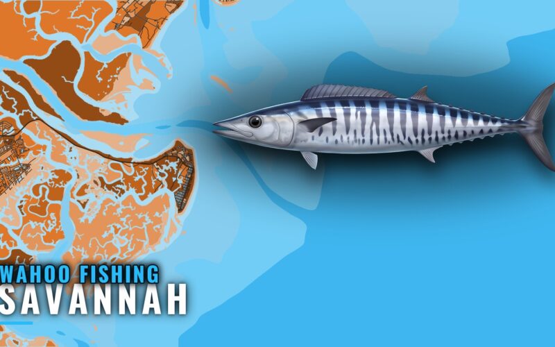 Wahoo Fishing Out of Savannah: Season, Grounds and Run