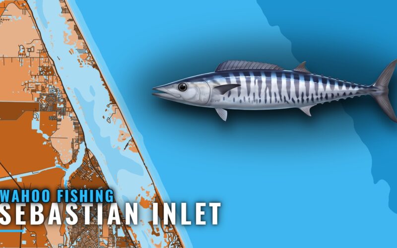 Wahoo Fishing Out of Sebastian Inlet: Grounds and Season