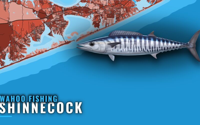 Wahoo Fishing Out of Shinnecock: Season, Runs and Structure
