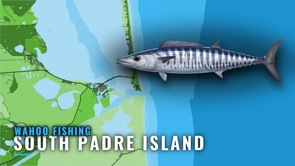 Wahoo Fishing out of South Padre Island: When and Where