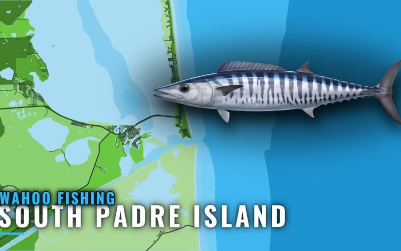 Wahoo Fishing out of South Padre Island: When and Where