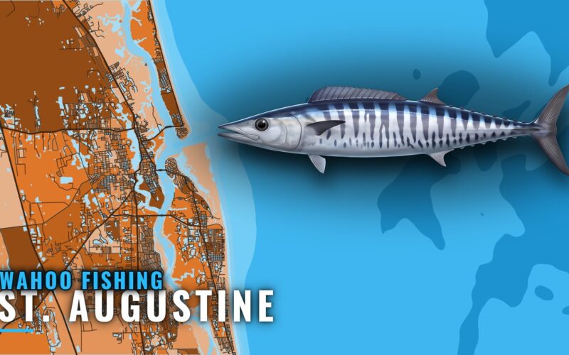 Wahoo Fishing Out of St. Augustine: Seasons, Reefs, Runs