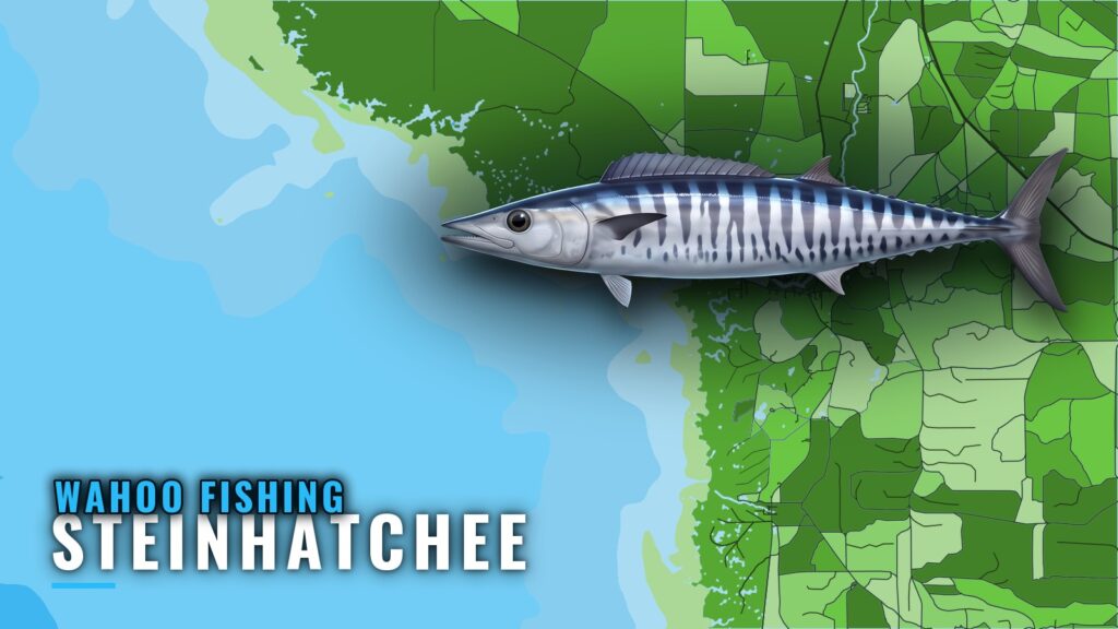 Wahoo Fishing Out of Steinhatchee: Odds, Grounds, Method