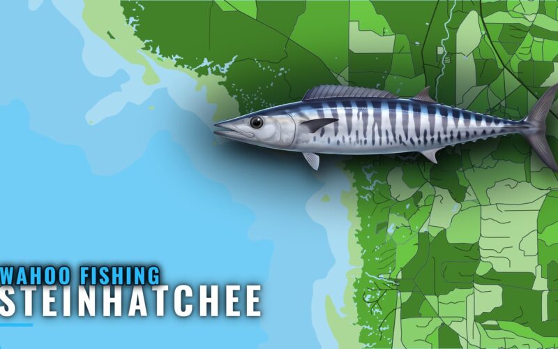Wahoo Fishing Out of Steinhatchee: Odds, Grounds, Method