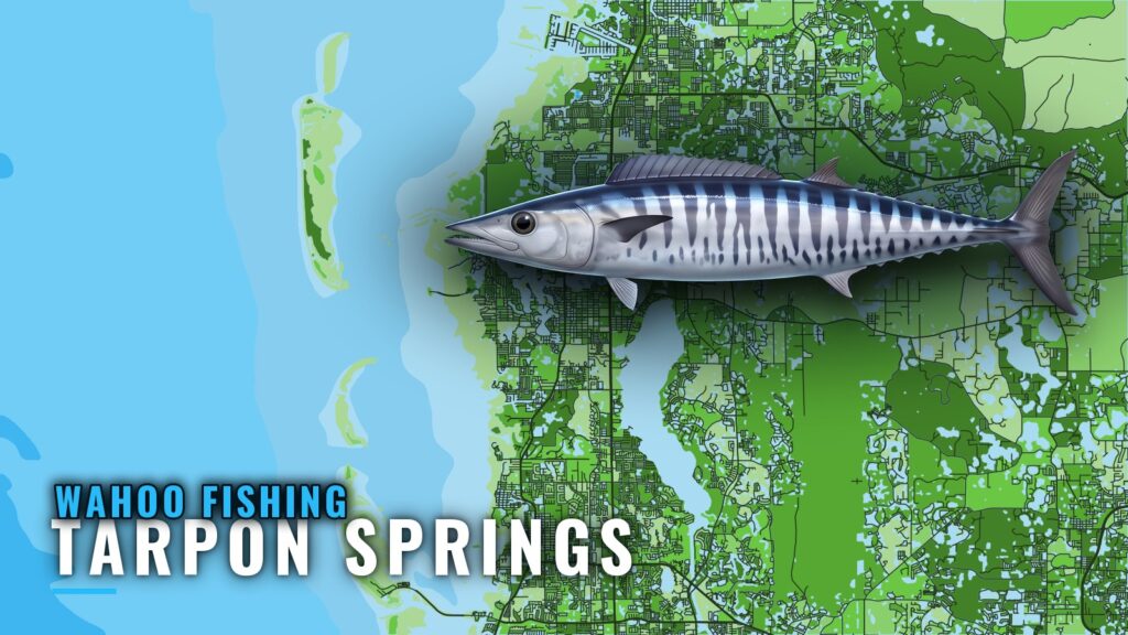 Wahoo Fishing Out of Tarpon Springs: Reefs and Trolling