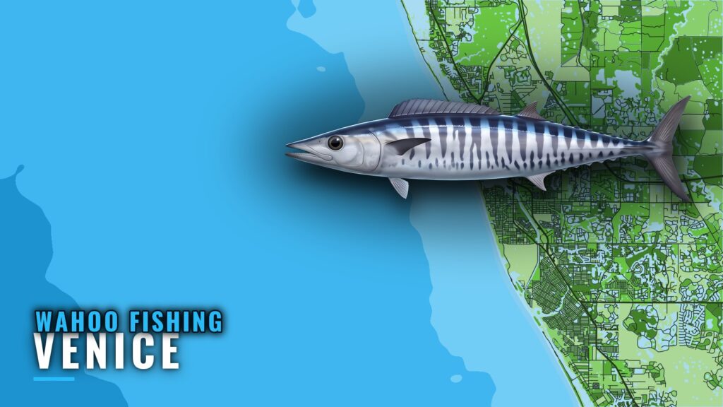 Wahoo Fishing Out of Venice, Florida: Reefs and Runs