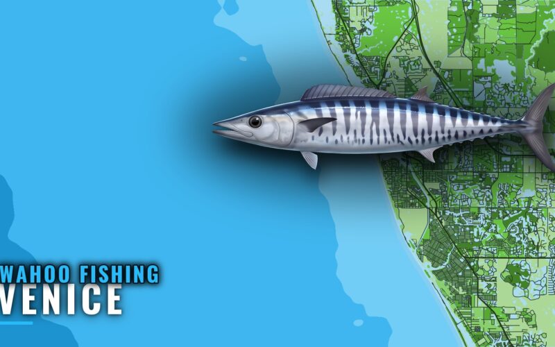 Wahoo Fishing Out of Venice, Florida: Reefs and Runs
