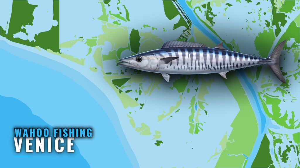 Wahoo Fishing Out of Venice: Lumps, Rigs and Canyons