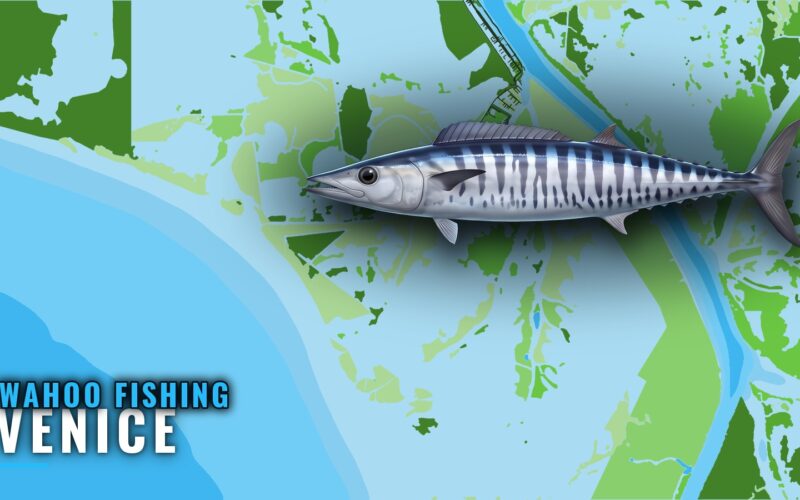 Wahoo Fishing Out of Venice: Lumps, Rigs and Canyons
