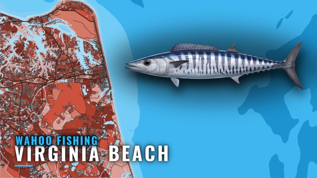 Wahoo Fishing Out of Virginia Beach: Grounds, Season, Rigs