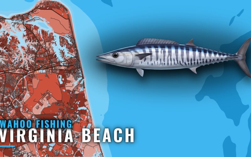 Wahoo Fishing Out of Virginia Beach: Grounds, Season, Rigs
