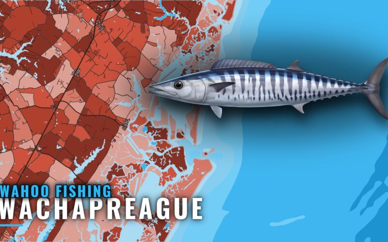 Wahoo Fishing Out of Wachapreague: Season, Grounds, Runs