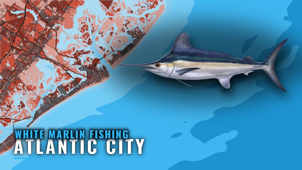 White Marlin Fishing Out of Atlantic City: Runs and Reefs