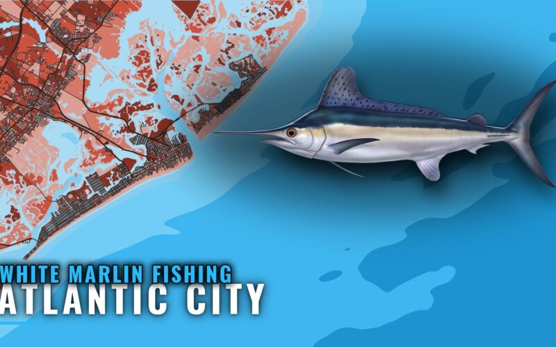 White Marlin Fishing Out of Atlantic City: Runs and Reefs
