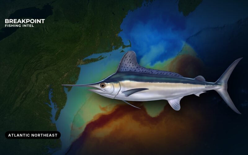 White Marlin Fishing in the Atlantic Northeast: Canyons