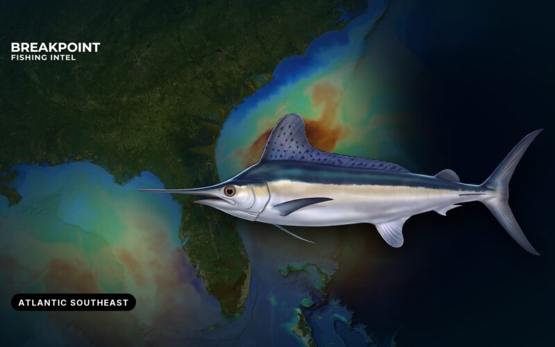 Guide to White Marlin Fishing in the Atlantic Southeast