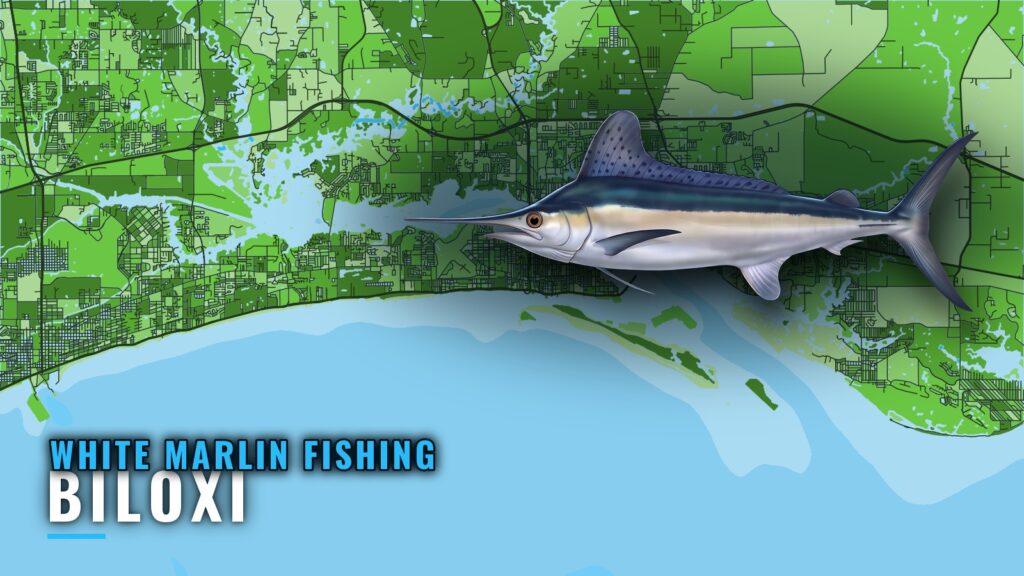 White Marlin Fishing Out of Biloxi: Grounds and Runs