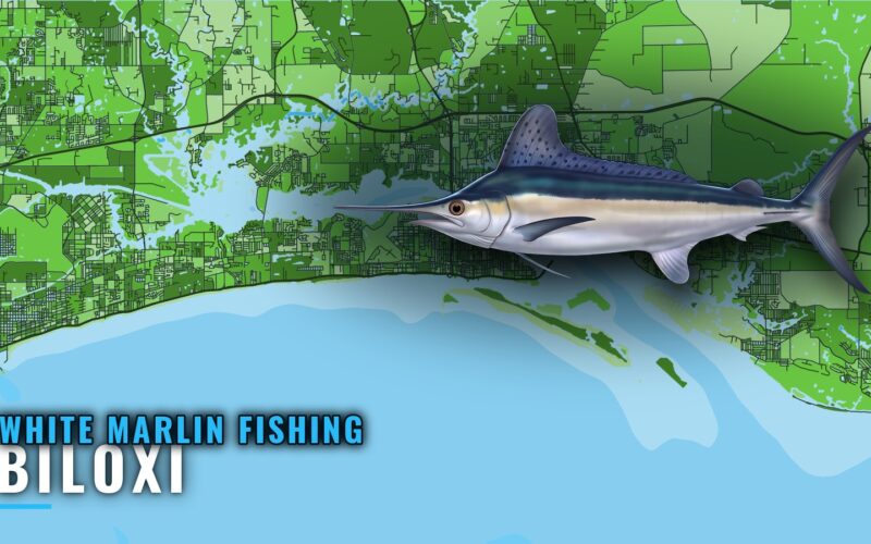 White Marlin Fishing Out of Biloxi: Grounds and Runs