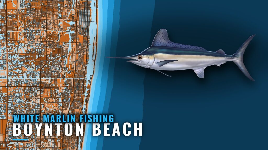 White Marlin Fishing out of Boynton Beach in June
