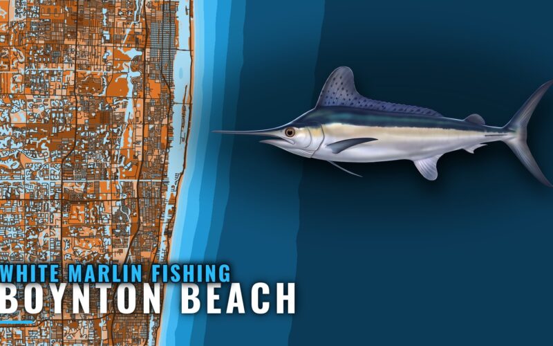 White Marlin Fishing out of Boynton Beach in June