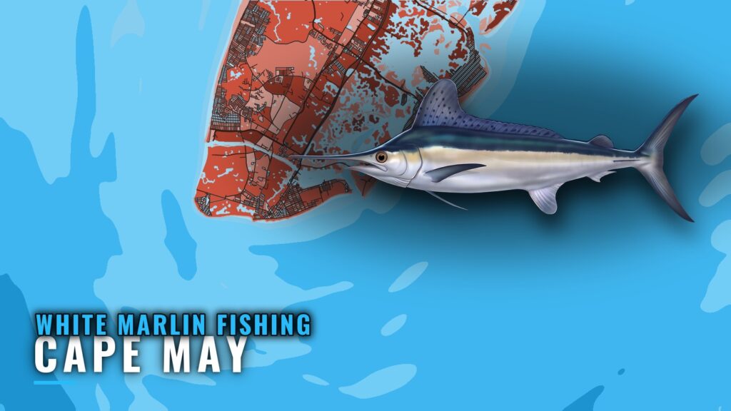 White marlin fishing out of Cape May: canyons and season