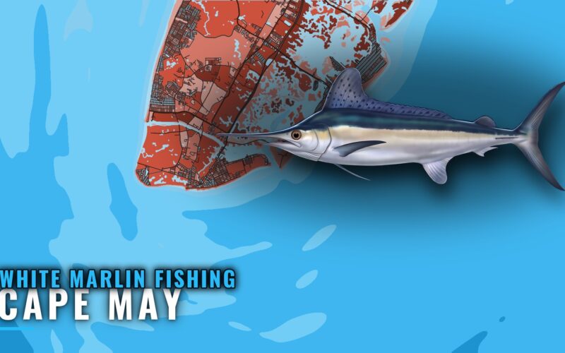 White marlin fishing out of Cape May: canyons and season